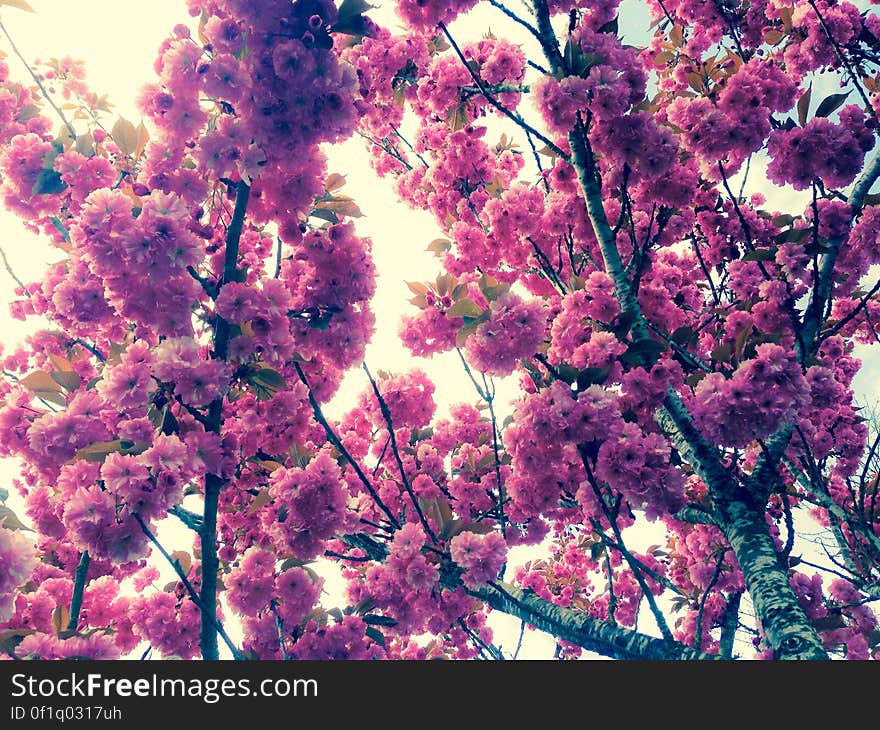 Under a Kwanzan Flowering Cherry Tree