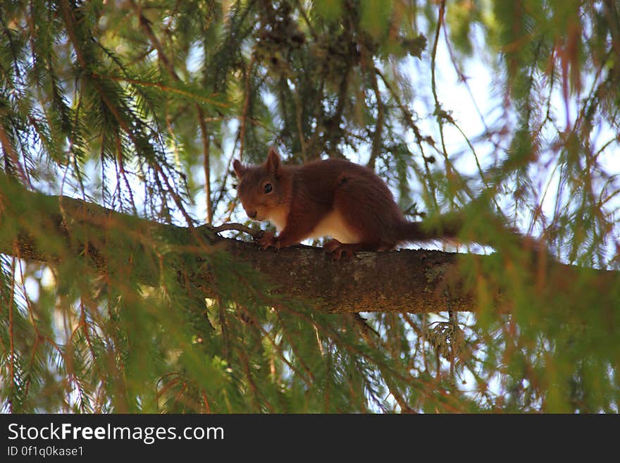 At Orsa Predator Park this squirrel lives among bears, wolves, lynx, wolverines and eagle owls. It looks pretty unconcerned though.