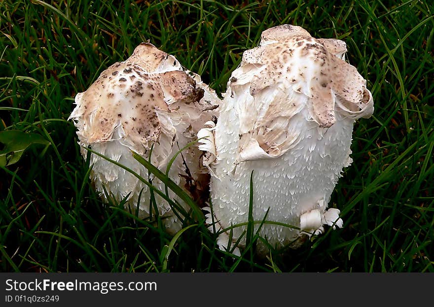 Coprinus comatus, the shaggy ink cap, lawyer&#x27;s wig, or shaggy mane, is a common fungus often seen growing on lawns, along gravel roads and waste areas. The young fruit bodies first appear as white cylinders emerging from the ground, then the bell-shaped caps open out. The caps are white, and covered with scales—this is the origin of the common names of the fungus. The gills beneath the cap are white, then pink, then turn black and secrete a black liquid filled with spores &#x28;hence the “ink cap” name&#x29;. This mushroom is unusual because it will turn black and dissolve itself in a matter of hours after being picked or depositing spores. Coprinus comatus, the shaggy ink cap, lawyer&#x27;s wig, or shaggy mane, is a common fungus often seen growing on lawns, along gravel roads and waste areas. The young fruit bodies first appear as white cylinders emerging from the ground, then the bell-shaped caps open out. The caps are white, and covered with scales—this is the origin of the common names of the fungus. The gills beneath the cap are white, then pink, then turn black and secrete a black liquid filled with spores &#x28;hence the “ink cap” name&#x29;. This mushroom is unusual because it will turn black and dissolve itself in a matter of hours after being picked or depositing spores.