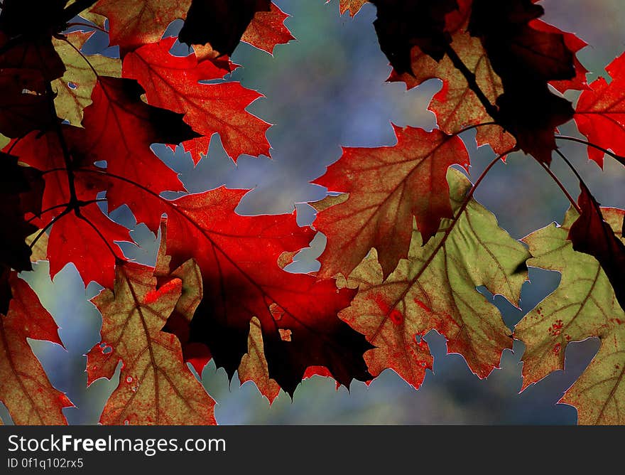 Every autumn, or at the end of a growing season, the leaves on trees change colors. They turn from green to red, yellow, purple, and sometimes blue. This signifies that soon the tree will shed its leaves so that new ones can take their place. But before this happens, people in certain parts of the world get to enjoy a splendid display of color. Every autumn, or at the end of a growing season, the leaves on trees change colors. They turn from green to red, yellow, purple, and sometimes blue. This signifies that soon the tree will shed its leaves so that new ones can take their place. But before this happens, people in certain parts of the world get to enjoy a splendid display of color.