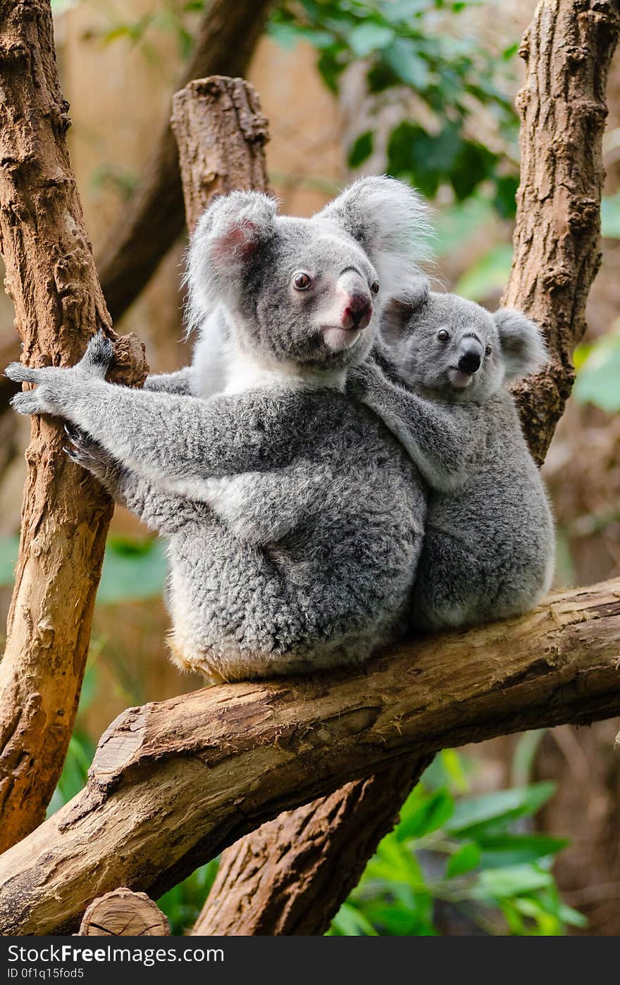 Koala Family