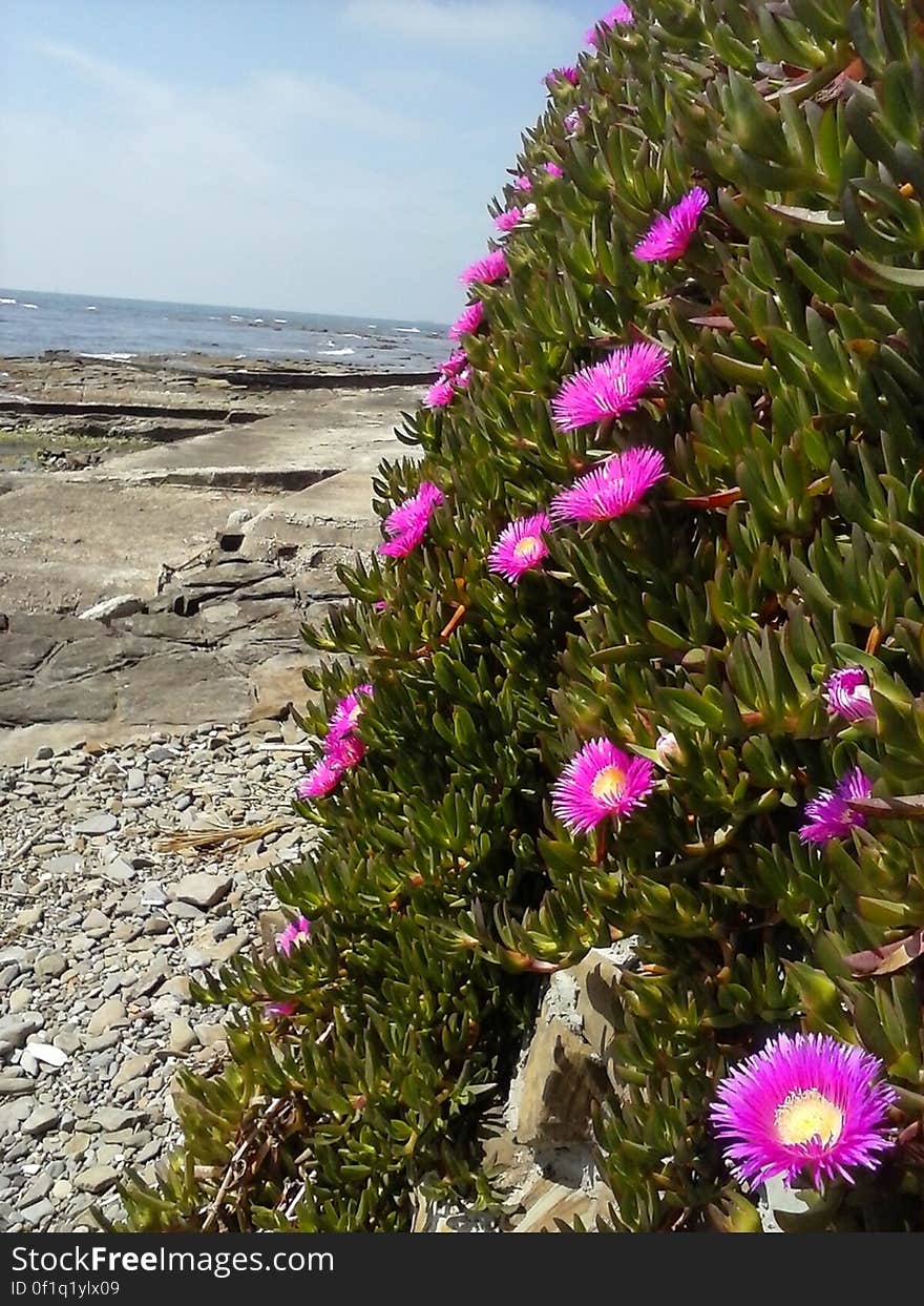 Purple flowers blooming in green vegetation along rocky coastline. Purple flowers blooming in green vegetation along rocky coastline.