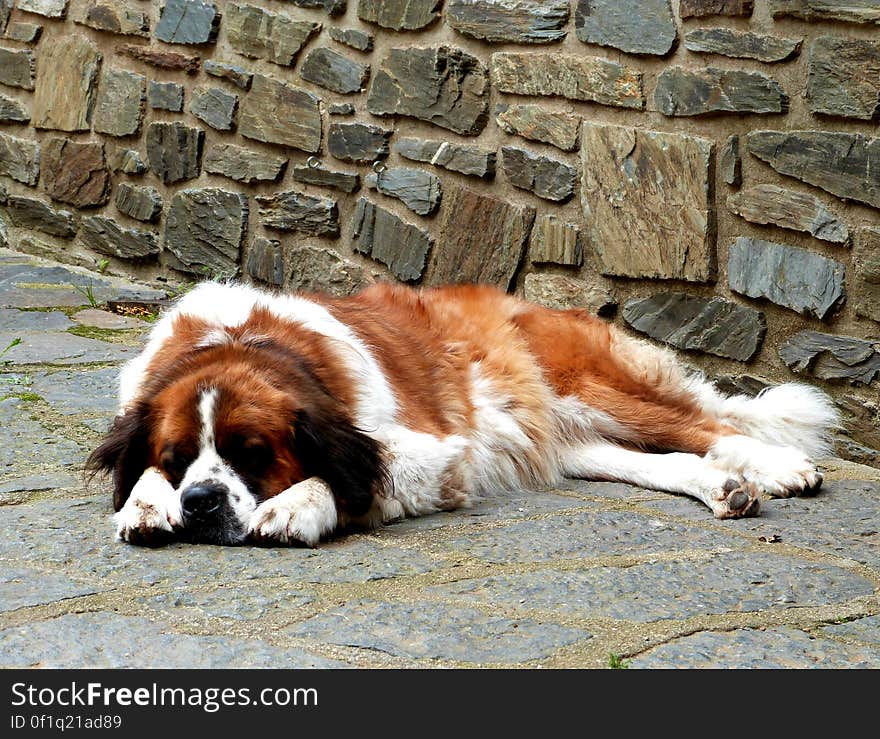 Portrait of dog napping outdoors on walk against stone wall on sunny day.