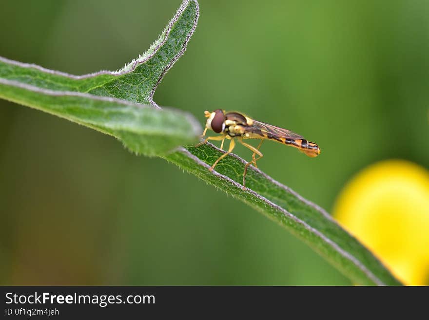 Araignées, insectes et fleurs de la forêt de Moulière &#x28;Le Plan des Aises&#x29;