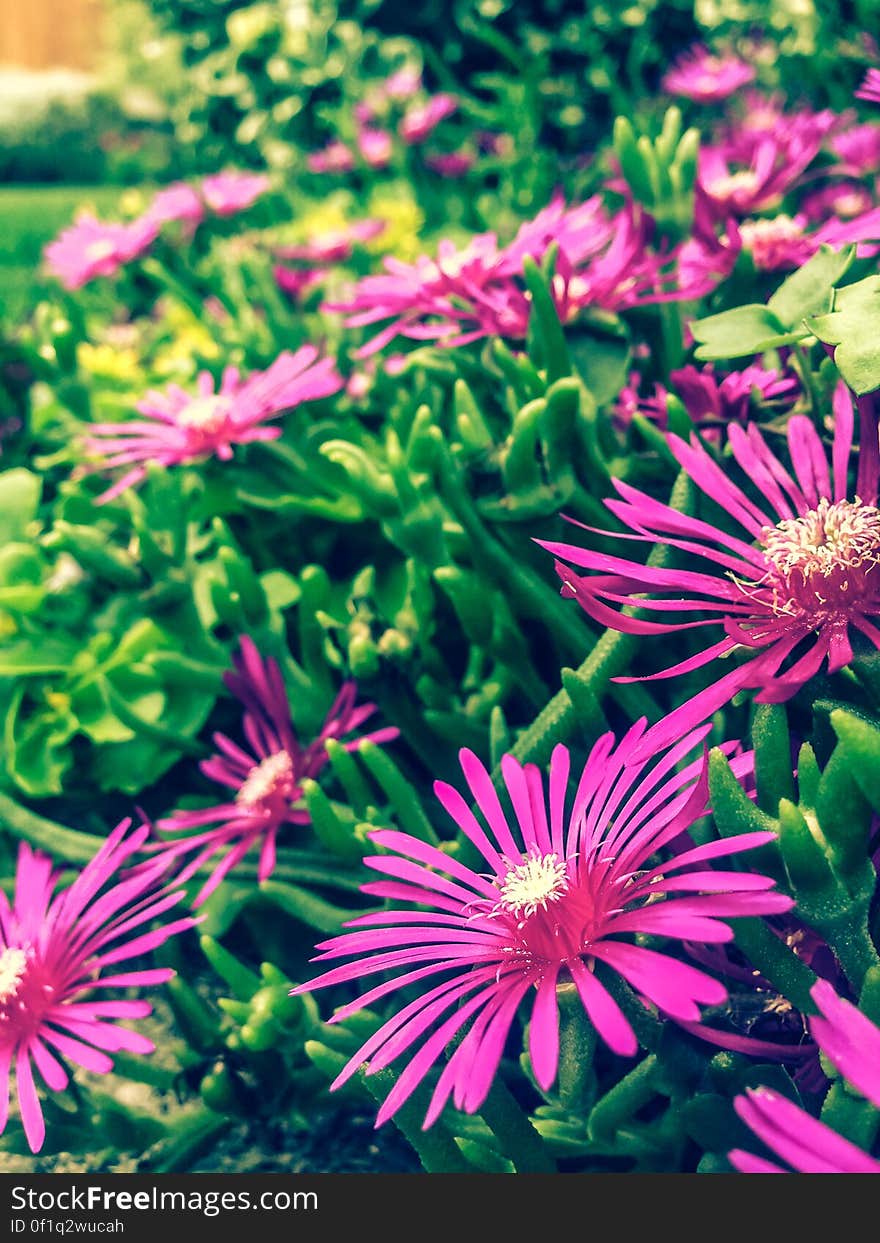 Delosperma cooperi, Succulent, Pink Carpet or Trailing Ice Plant. Delosperma cooperi, Succulent, Pink Carpet or Trailing Ice Plant