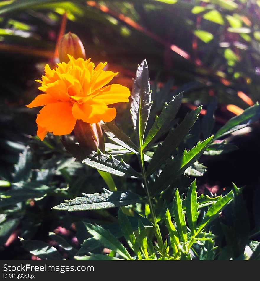 Tagetes Patula. Tagetes Patula