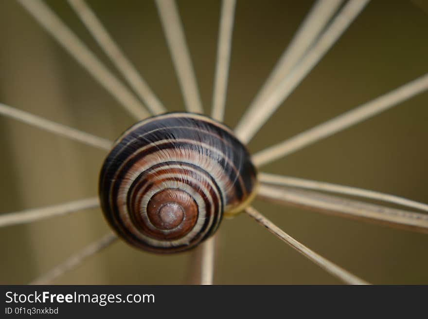 Spiral snail trail