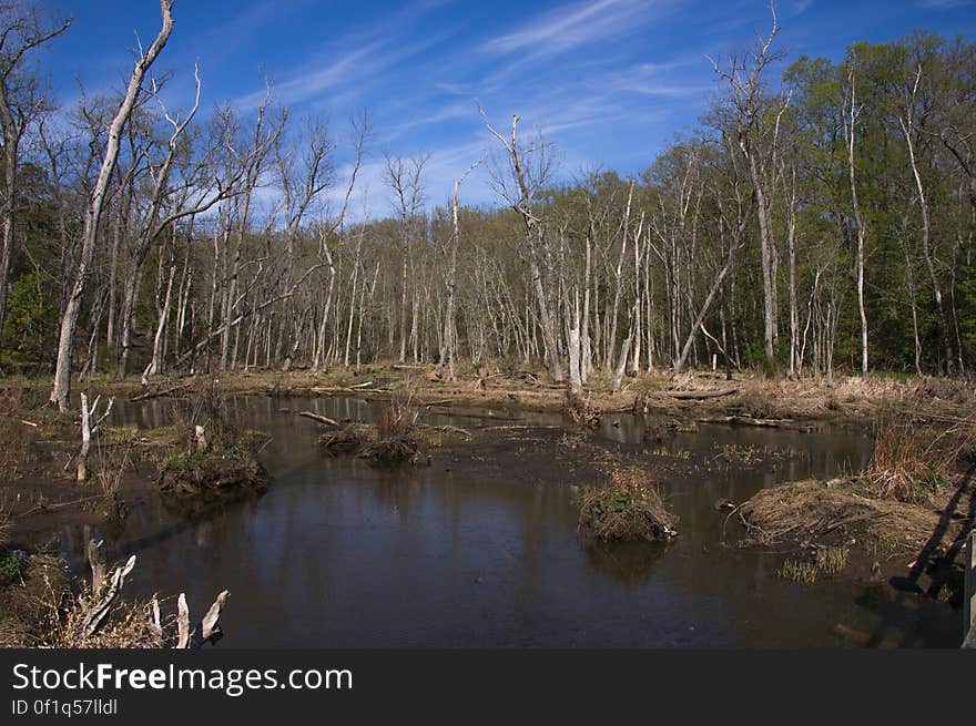 Mason Neck State Park, Virginia, USA. Mason Neck State Park, Virginia, USA