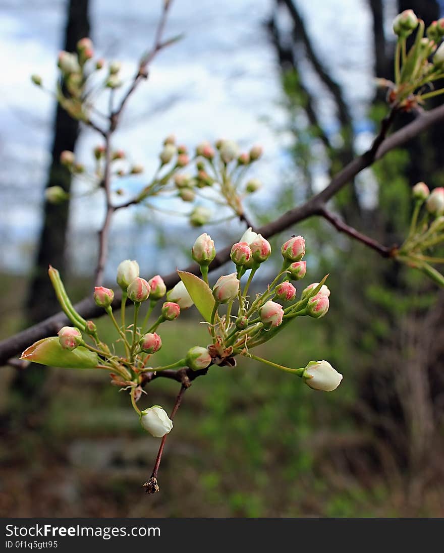 Flower buds on a tree &#x28;unknown species&#x29;, Warren County, within the Honey Run Wildlife Management Area. I&#x27;ve licensed this photo as CC0 for release into the public domain. You&#x27;re welcome to download the photo and use it without attribution.