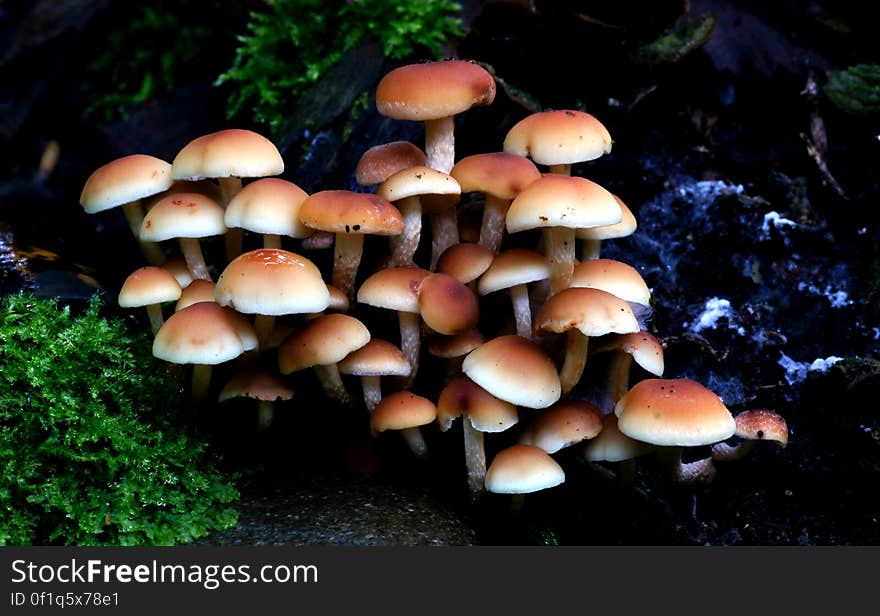 Hypholoma fasciculare, commonly known as the sulphur tuft, sulfur tuft or clustered woodlover, is a common woodland mushroom, often in evidence when hardly any other mushrooms are to be found. This saprophagic small gill fungus grows prolifically in large clumps on stumps, dead roots or rotting trunks of broadleaved trees. The &#x22;Sulphur Tuft&#x22; is bitter and poisonous; consuming it can cause vomiting, diarrhea and convulsions. Hypholoma fasciculare, commonly known as the sulphur tuft, sulfur tuft or clustered woodlover, is a common woodland mushroom, often in evidence when hardly any other mushrooms are to be found. This saprophagic small gill fungus grows prolifically in large clumps on stumps, dead roots or rotting trunks of broadleaved trees. The &#x22;Sulphur Tuft&#x22; is bitter and poisonous; consuming it can cause vomiting, diarrhea and convulsions.