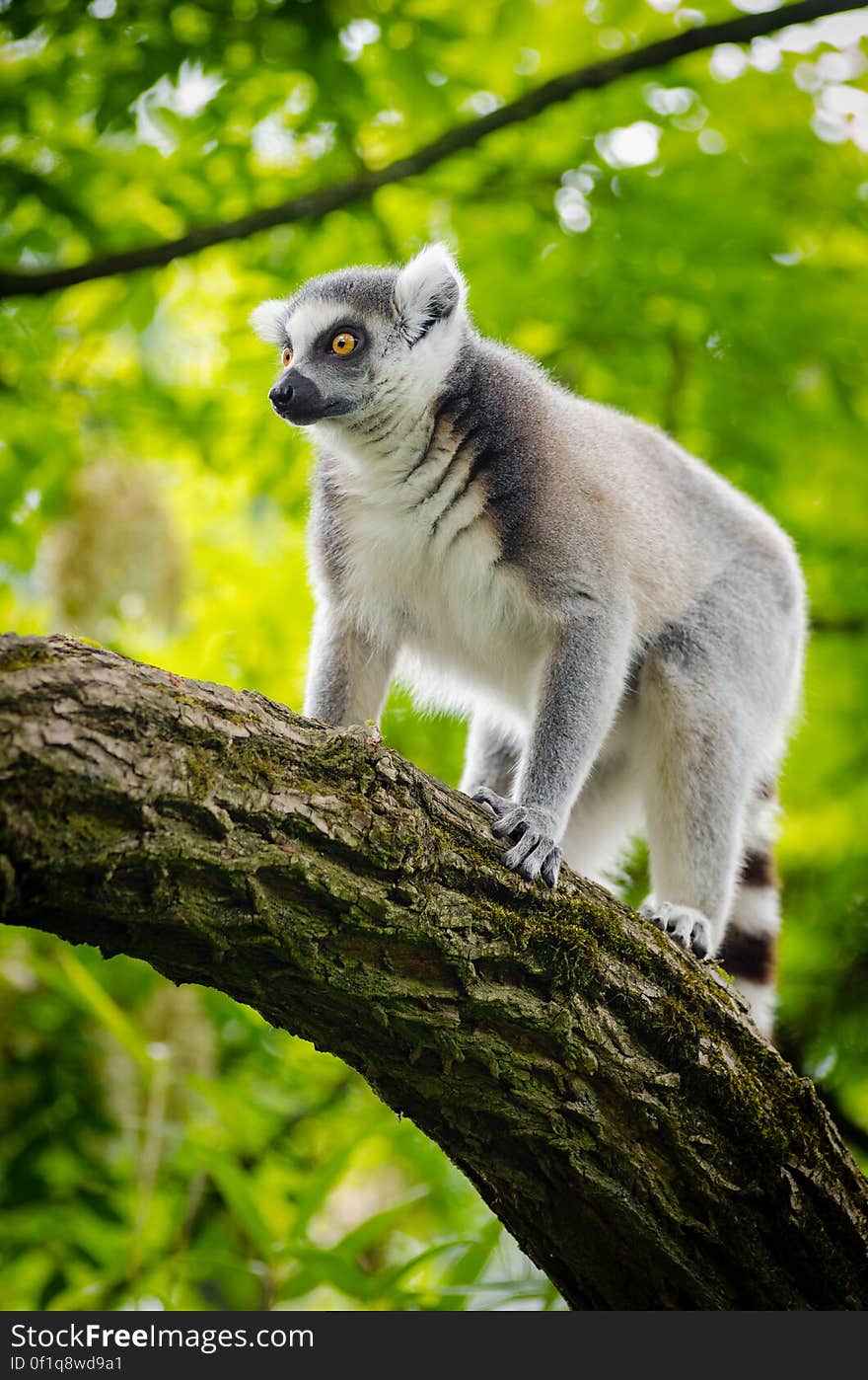 It is incredible to see them climb and jump around in that tree. They are derpy little buggers but they are also incredibly quick and nimble. Their enclosure is also a great example of life in captivity done right. Sure, they aren&#x27;t free. But other than that they can do what they want. They also appear to be pretty happy, they don&#x27;t show any signs of boredom or aggression, which are usually signs for primates that aren&#x27;t happy or that went crazy in captivity. These lemurs are curious, they are actively foraging for food and they actually seem to enjoy the presence of the visitors. It is incredible to see them climb and jump around in that tree. They are derpy little buggers but they are also incredibly quick and nimble. Their enclosure is also a great example of life in captivity done right. Sure, they aren&#x27;t free. But other than that they can do what they want. They also appear to be pretty happy, they don&#x27;t show any signs of boredom or aggression, which are usually signs for primates that aren&#x27;t happy or that went crazy in captivity. These lemurs are curious, they are actively foraging for food and they actually seem to enjoy the presence of the visitors.