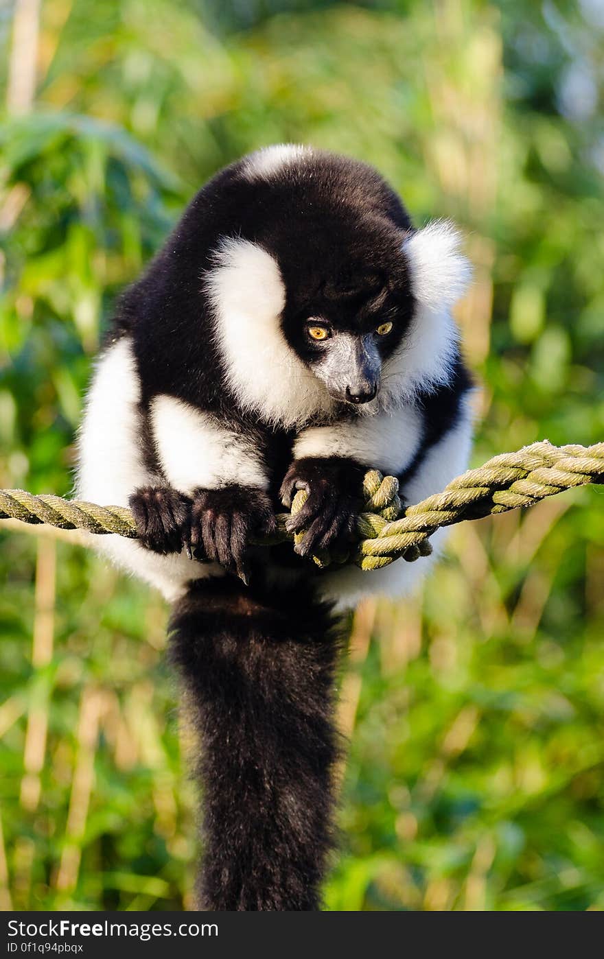 Black and white Ruffed Lemur