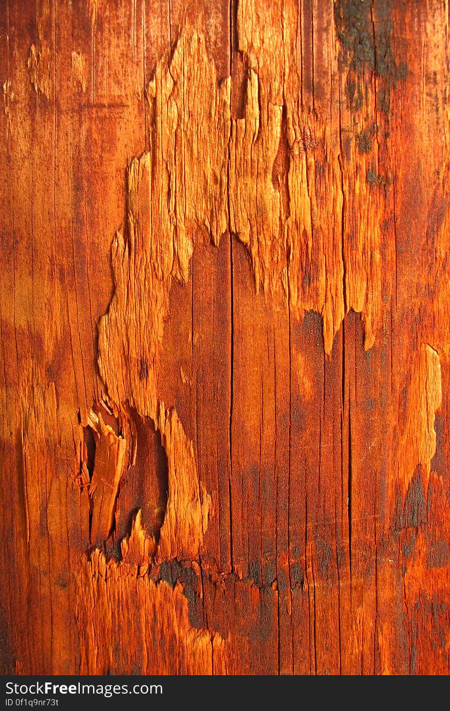 wood texture 2