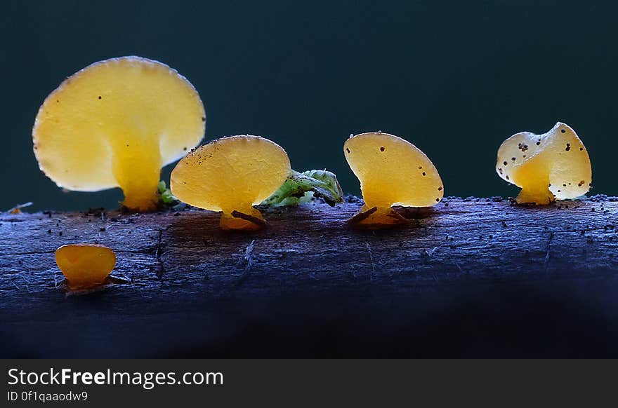 The jelly fungi comprise a diverse and complicated group within the Basidiomycetes. Identification of species often hinges on microscopic examination, and things are further complicated by the fact that it is often difficult to transport a jelly fungus home in &#x22;examinable&#x22; condition, to say nothing of the difficulties encountered with trying to dry and preserve specimens. The jelly fungi comprise a diverse and complicated group within the Basidiomycetes. Identification of species often hinges on microscopic examination, and things are further complicated by the fact that it is often difficult to transport a jelly fungus home in &#x22;examinable&#x22; condition, to say nothing of the difficulties encountered with trying to dry and preserve specimens.