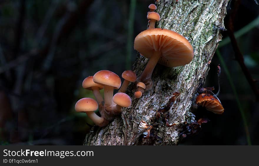 Hypholoma fasciculare, commonly known as the sulphur tuft, sulfur tuft or clustered woodlover, is a common woodland mushroom, often in evidence when hardly any other mushrooms are to be found. This saprophagic small gill fungus grows prolifically in large clumps on stumps, dead roots or rotting trunks of broadleaved trees. The &#x22;Sulphur Tuft&#x22; is bitter and poisonous; consuming it can cause vomiting, diarrhea and convulsions. Hypholoma fasciculare, commonly known as the sulphur tuft, sulfur tuft or clustered woodlover, is a common woodland mushroom, often in evidence when hardly any other mushrooms are to be found. This saprophagic small gill fungus grows prolifically in large clumps on stumps, dead roots or rotting trunks of broadleaved trees. The &#x22;Sulphur Tuft&#x22; is bitter and poisonous; consuming it can cause vomiting, diarrhea and convulsions.