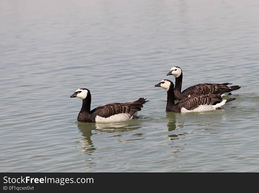 I like the smile of happiness and ambition that is dean on the faces of these beautiful ducks, as they swim as if they want to explore the world. I like the smile of happiness and ambition that is dean on the faces of these beautiful ducks, as they swim as if they want to explore the world