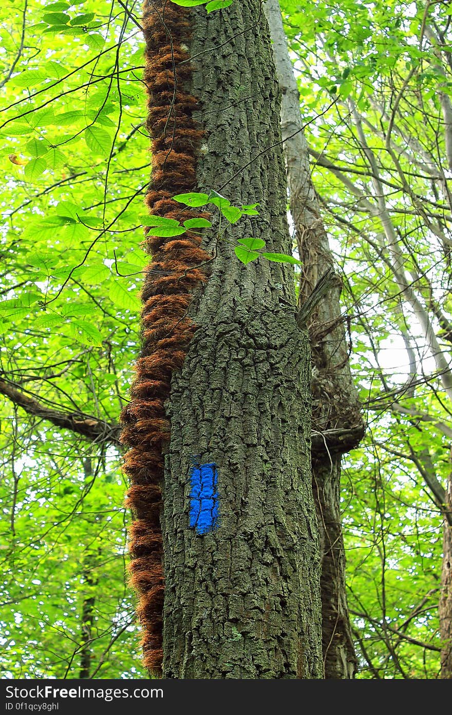 Large poison ivy vine &#x28;Toxicodendron radicans&#x29; on an oak tree along the Katellen Trail, Northampton County. The one-mile, blue-blazed Katellen Trail &#x28;named for the village of Katellen, where the trail begins&#x29; ascends the south slope of Blue Mountain before joining the white-blazed Appalachian Trail at the summit. I&#x27;ve licensed this photo as CC0 for release into the public domain. You&#x27;re welcome to download the photo and use it without attribution. Large poison ivy vine &#x28;Toxicodendron radicans&#x29; on an oak tree along the Katellen Trail, Northampton County. The one-mile, blue-blazed Katellen Trail &#x28;named for the village of Katellen, where the trail begins&#x29; ascends the south slope of Blue Mountain before joining the white-blazed Appalachian Trail at the summit. I&#x27;ve licensed this photo as CC0 for release into the public domain. You&#x27;re welcome to download the photo and use it without attribution.