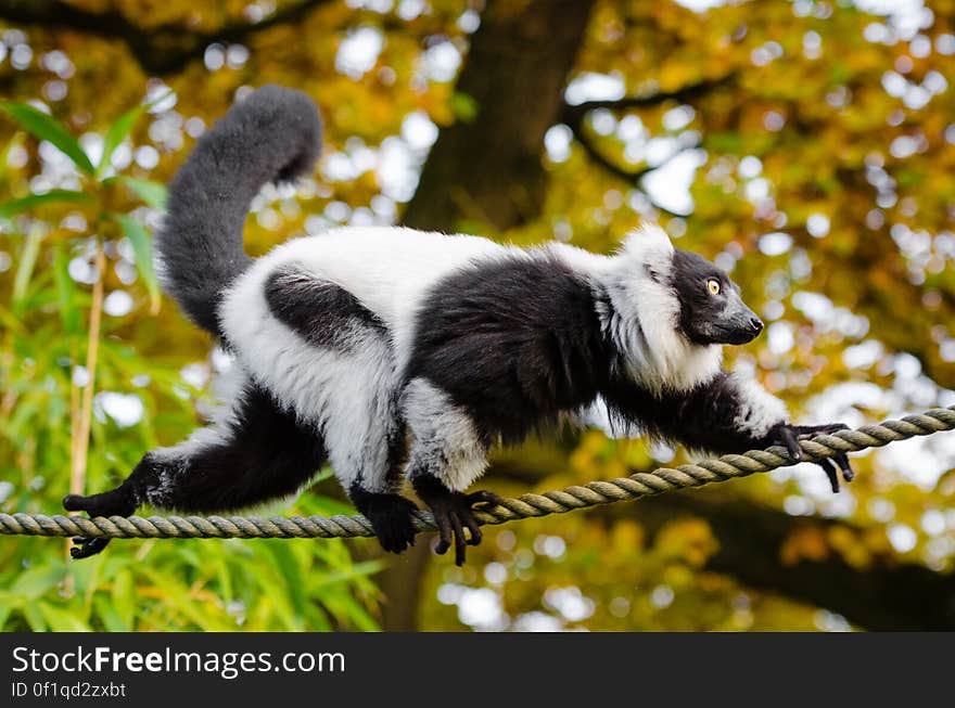 A black and white ruffed lemur in Duisburg, Germany.