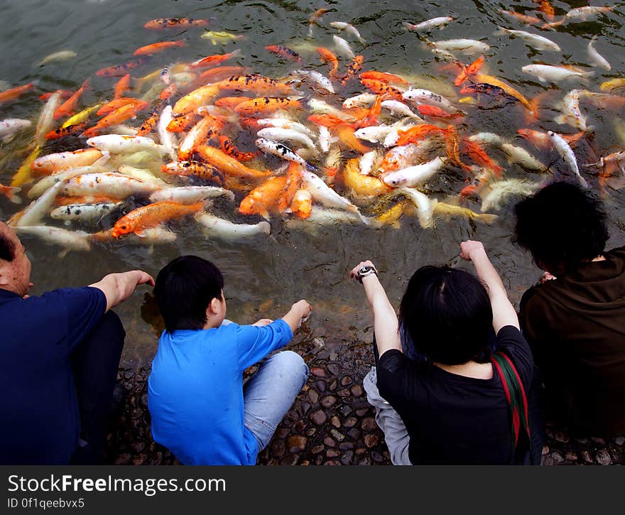 Koi or more specifically nishikigoi, are a group of fish that are ornamental varieties of domesticated common carp that are kept for decorative purposes in outdoor koi ponds or water gardens. Koi or more specifically nishikigoi, are a group of fish that are ornamental varieties of domesticated common carp that are kept for decorative purposes in outdoor koi ponds or water gardens.