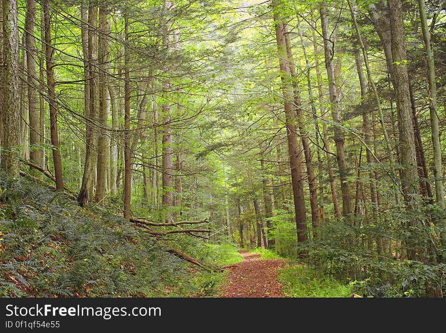 Hemlockâ€“northern hardwood forest on the north slope of Hemlock Mountain, Lycoming County, along the Black Forest Trail in Tiadaghton State Forest. I&#x27;ve licensed this photo as CC0 for release into the public domain. You&#x27;re welcome to download the photo and use it without attribution. Hemlockâ€“northern hardwood forest on the north slope of Hemlock Mountain, Lycoming County, along the Black Forest Trail in Tiadaghton State Forest. I&#x27;ve licensed this photo as CC0 for release into the public domain. You&#x27;re welcome to download the photo and use it without attribution.