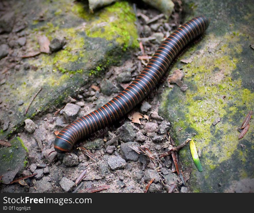 Millipede (Narceus americanus) on the north slope of Hemlock Mountain, Lycoming County, along the Black Forest Trail in Tiadaghton State Forest. I've licensed this photo as CC0 for release into the public domain. You're welcome to download the photo and use it without attribution. Millipede (Narceus americanus) on the north slope of Hemlock Mountain, Lycoming County, along the Black Forest Trail in Tiadaghton State Forest. I've licensed this photo as CC0 for release into the public domain. You're welcome to download the photo and use it without attribution.