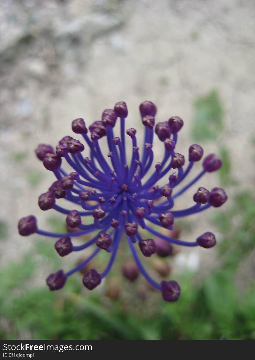 Flowers and Plants