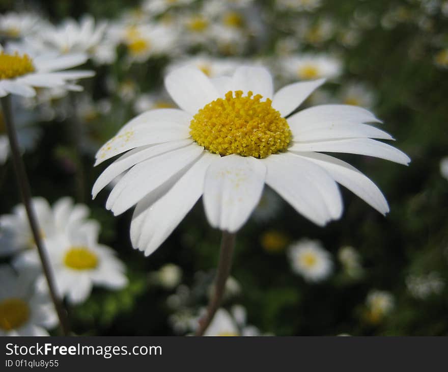 Flowers and Plants