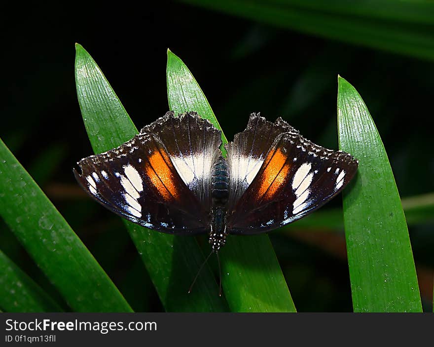 Orchard Butterfly