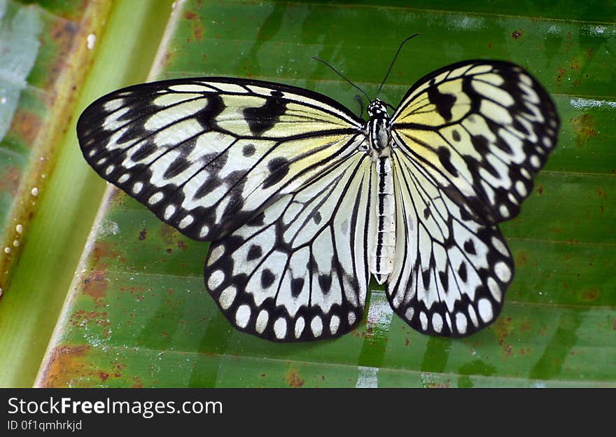 Paper Kite.Malaysia. &#x28;9&#x29;