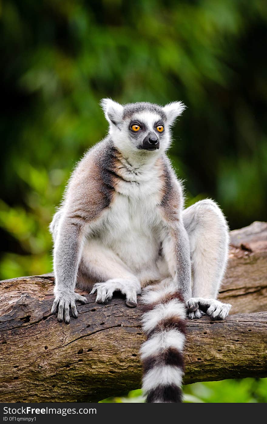 Ring-tailed lemur, they were very eager to come out yesterday.