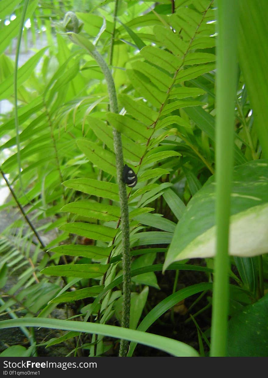 Little thing climbing, a Fern under development? I&#x27;m going to check later.