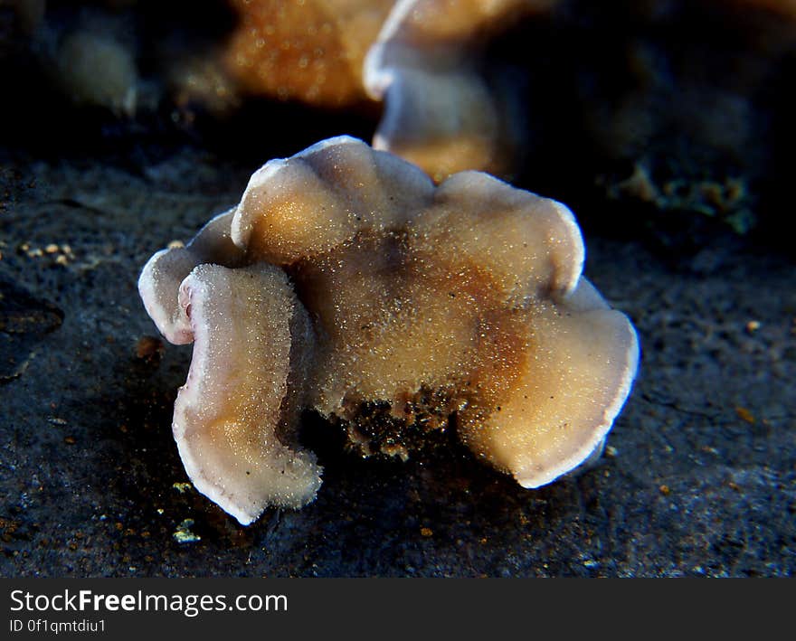 Bracket fungi &#x28;4&#x29;