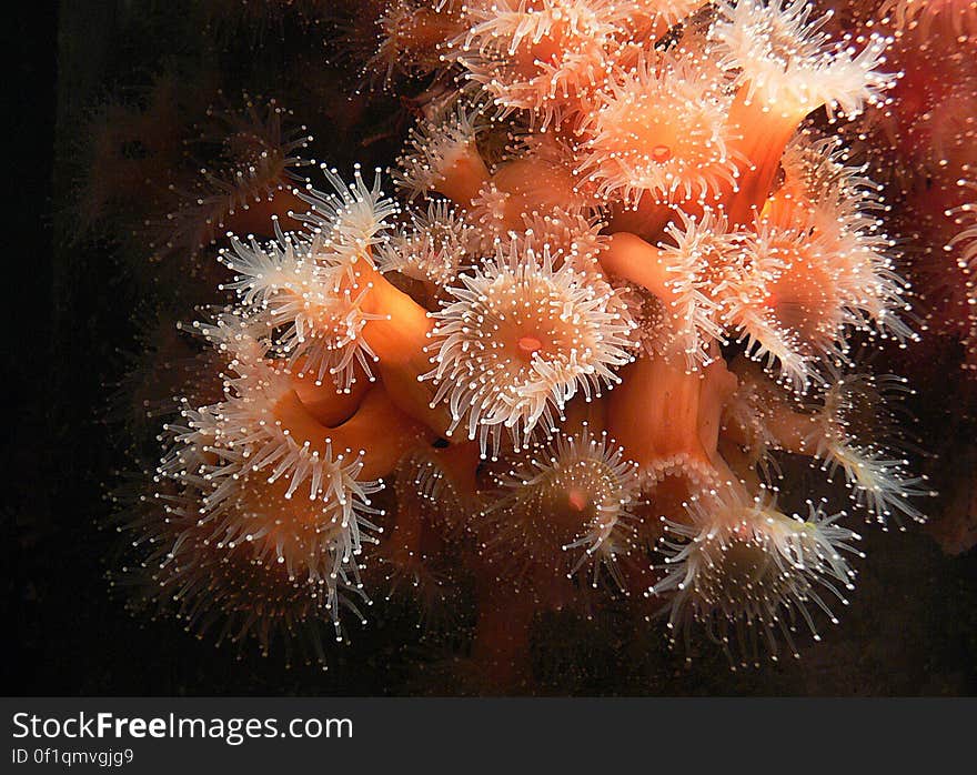 Corals, sea anemones and jellyfish all belong to the same large group of animals â€“ cnidarians. The name comes from the Greek â€˜knideâ€™, meaning nettle â€“ they carry a sharp sting in their tentacles. Corals, sea anemones and jellyfish all belong to the same large group of animals â€“ cnidarians. The name comes from the Greek â€˜knideâ€™, meaning nettle â€“ they carry a sharp sting in their tentacles