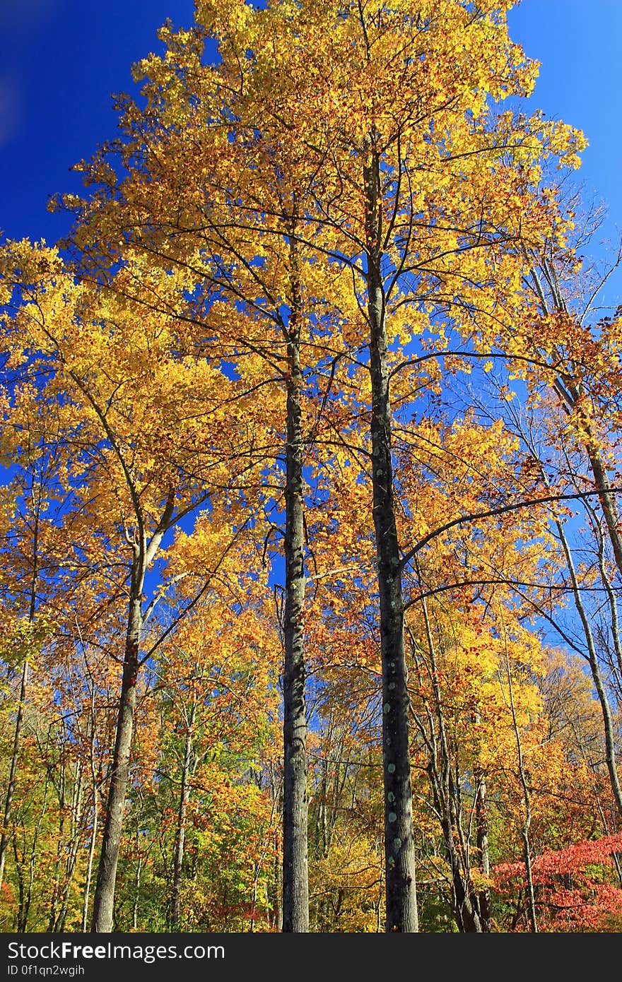 Northern hardwood forest, Monroe County, within State Game Land 168. I&#x27;ve licensed this photo as CC0 for release into the public domain. You&#x27;re welcome to download the photo and use it without attribution. Northern hardwood forest, Monroe County, within State Game Land 168. I&#x27;ve licensed this photo as CC0 for release into the public domain. You&#x27;re welcome to download the photo and use it without attribution.