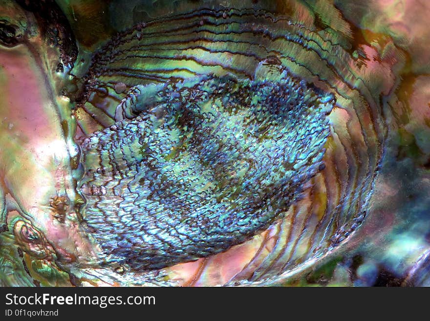 closeup of abalone shell