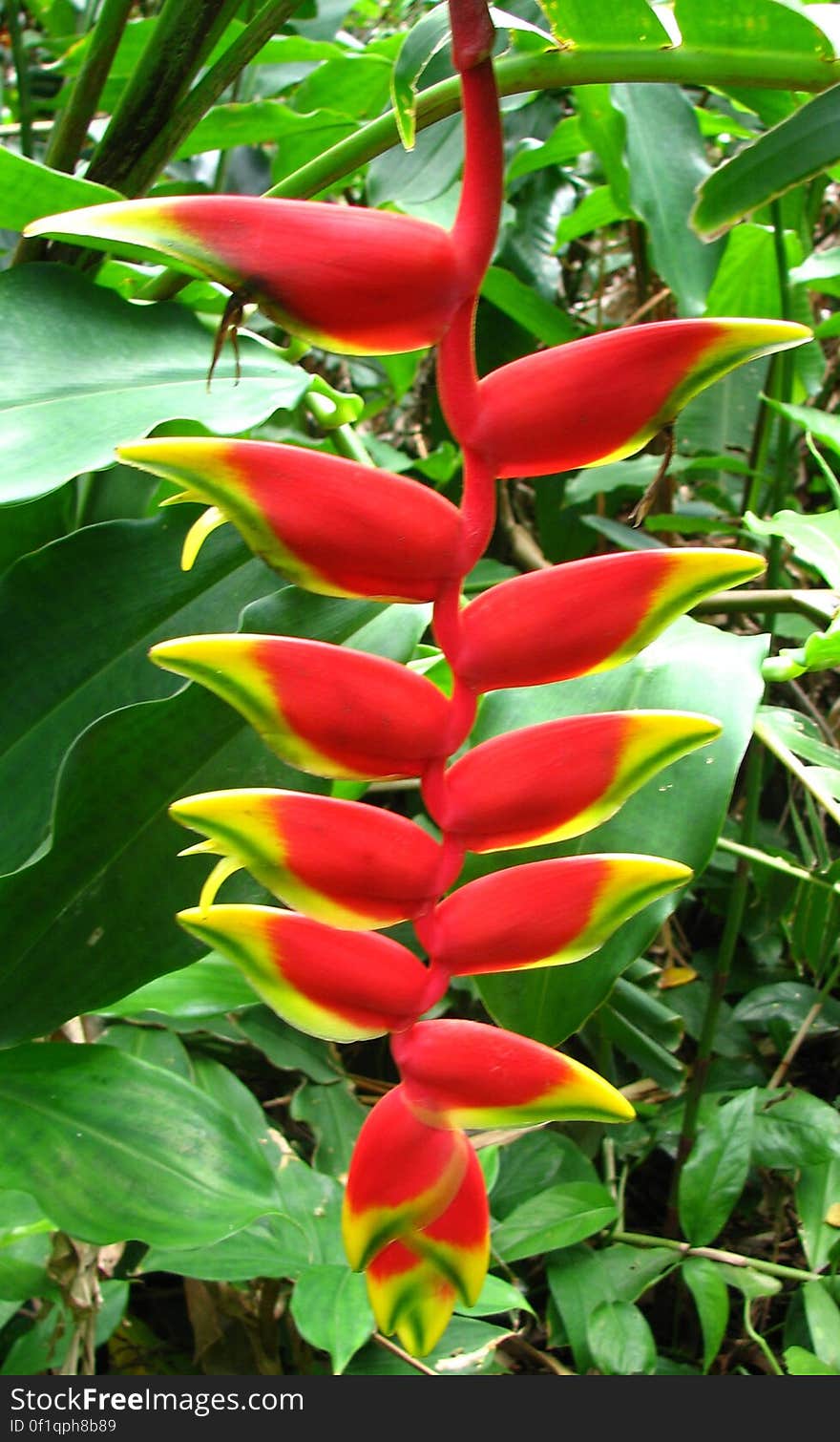 red-and-yellow heliconia