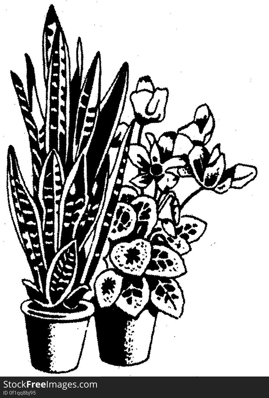 Black and white sketch of potted houseplants. Black and white sketch of potted houseplants.