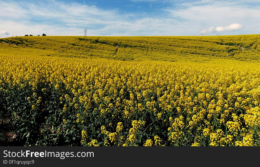 Canola is a crop with plants from three to five feet tall that produce pods from which seeds are harvested and crushed to create canola oil and meal. These plants also produce small, yellow flowers, which beautify the environment. Canola is a crop with plants from three to five feet tall that produce pods from which seeds are harvested and crushed to create canola oil and meal. These plants also produce small, yellow flowers, which beautify the environment.