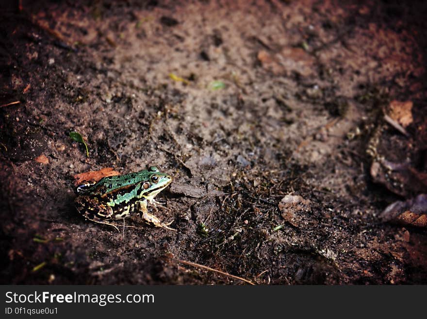 License: Public Domain Dedication &#x28;CC0&#x29; Source: Unsplash Learn more about Frogs on Wikipedia. License: Public Domain Dedication &#x28;CC0&#x29; Source: Unsplash Learn more about Frogs on Wikipedia.