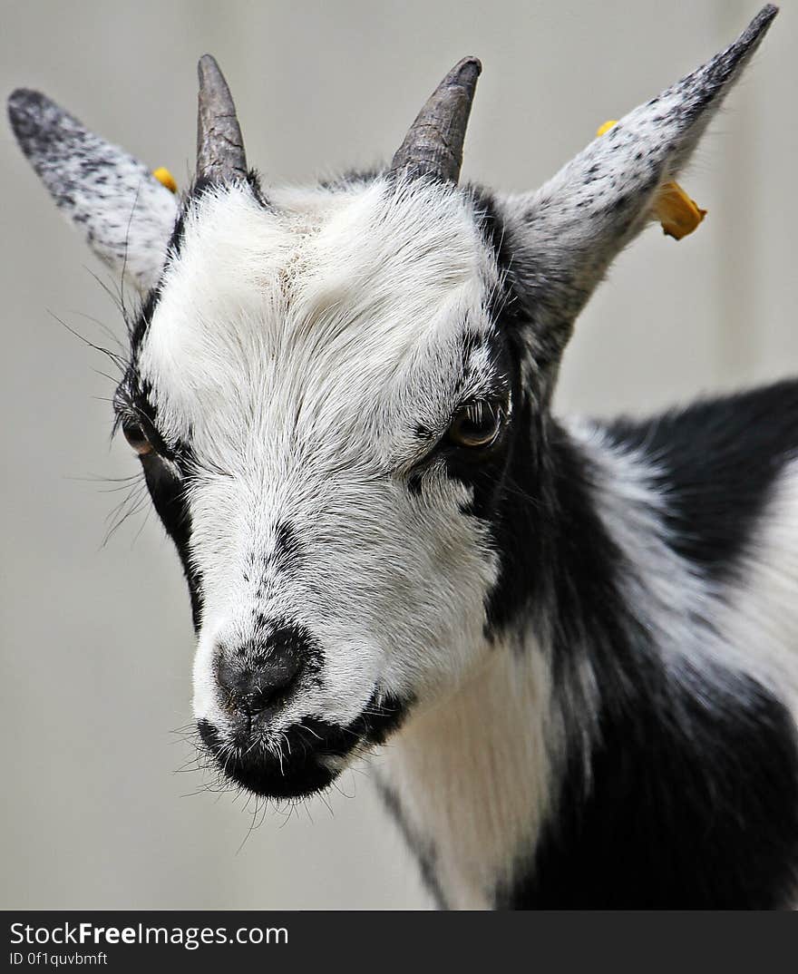 White and Black Hair Goat