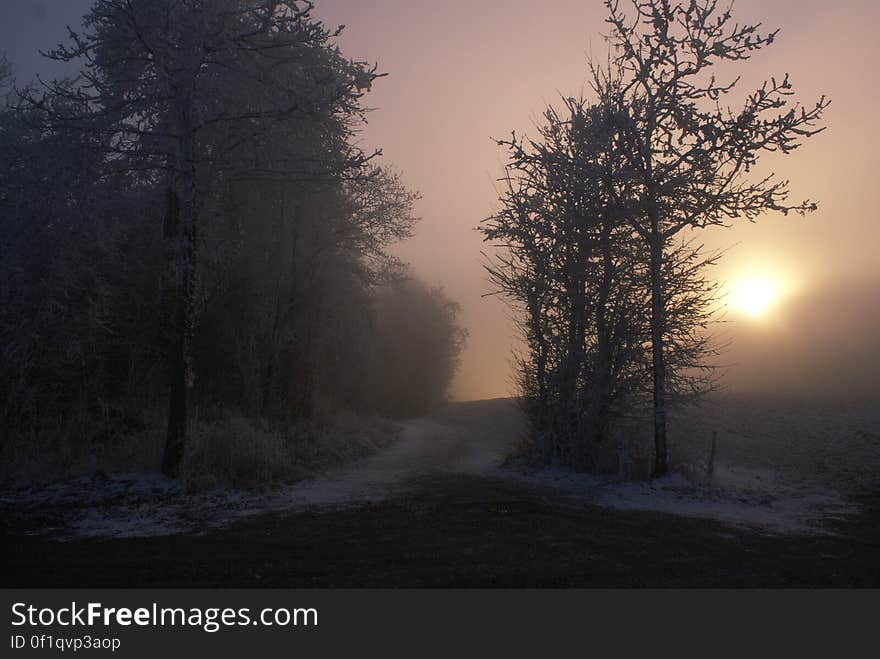 Fog over tree lined road through country meadow at sunset. Fog over tree lined road through country meadow at sunset.