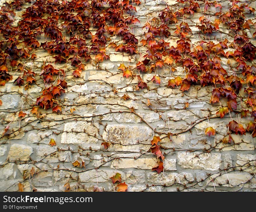 Red ivy taking over a wall. Red ivy taking over a wall.