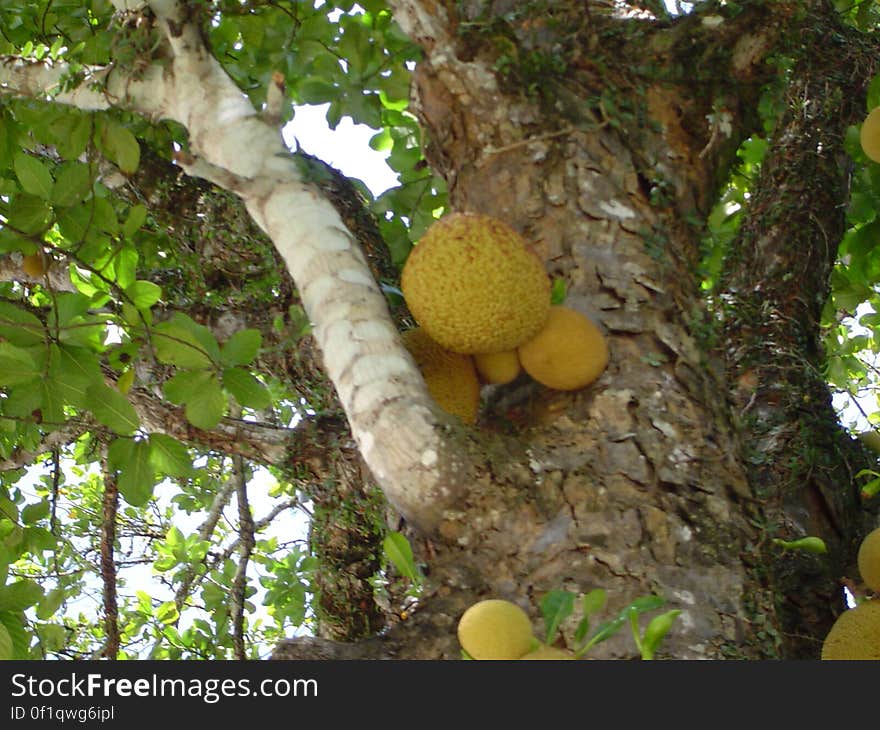 This tree is inside a religious related [kind of] site in the city of Abreu e Lima, Pernambuco. I was there to shot some Tamarin &#x28;Saguim in brazilian portuguese&#x29;, a family of New World Monkeys... But, because there were a great ammount of people there, it was impossible to find them. This tree is inside a religious related [kind of] site in the city of Abreu e Lima, Pernambuco. I was there to shot some Tamarin &#x28;Saguim in brazilian portuguese&#x29;, a family of New World Monkeys... But, because there were a great ammount of people there, it was impossible to find them..