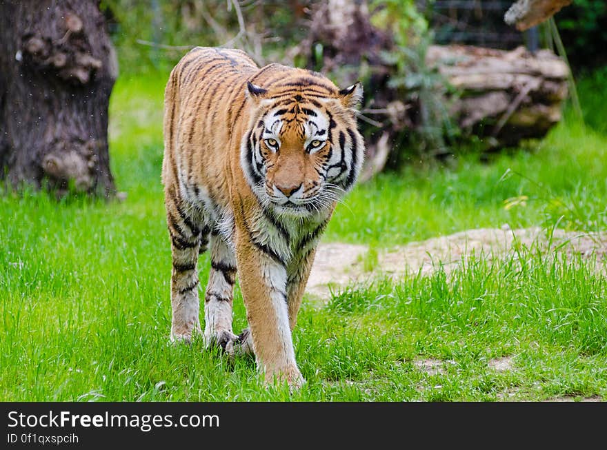 Orange and Black Bengal Tiger Walking on Green Grass Field during Daytime