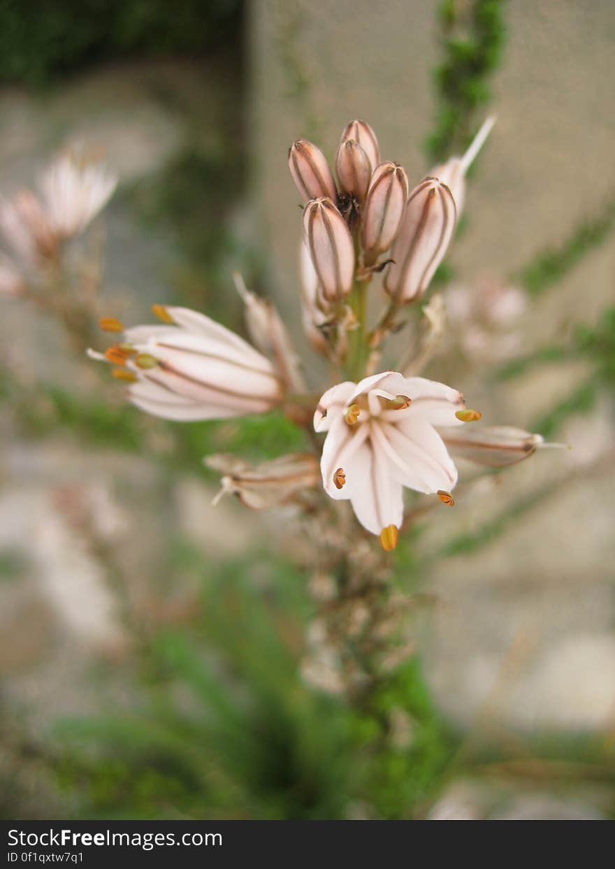 Flowers and Plants