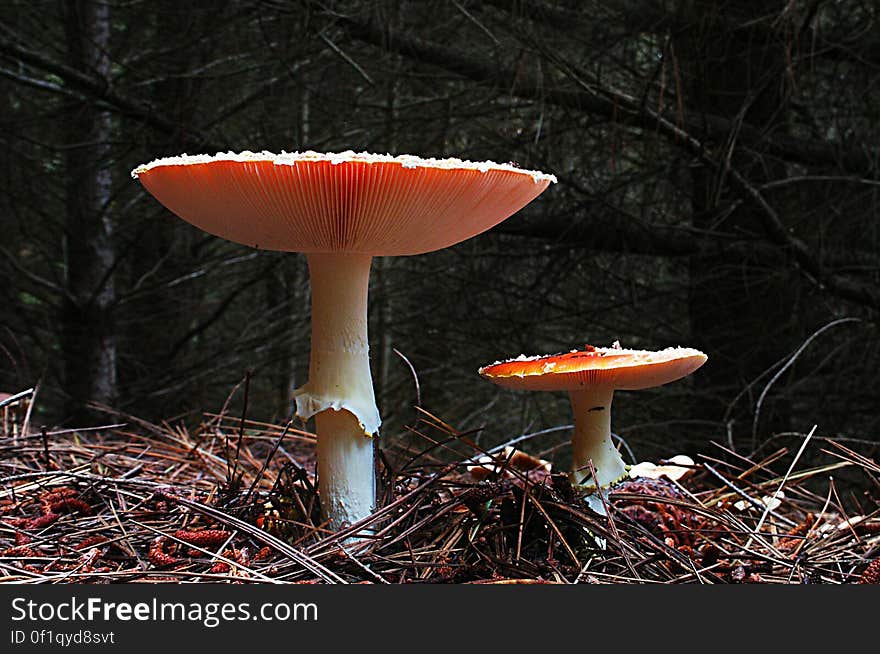 Amanita muscaria, commonly known as the fly agaric or fly amanita, is a poisonous and psychoactive basidiomycete fungus, one of many in the genus Amanita. Amanita muscaria, commonly known as the fly agaric or fly amanita, is a poisonous and psychoactive basidiomycete fungus, one of many in the genus Amanita.