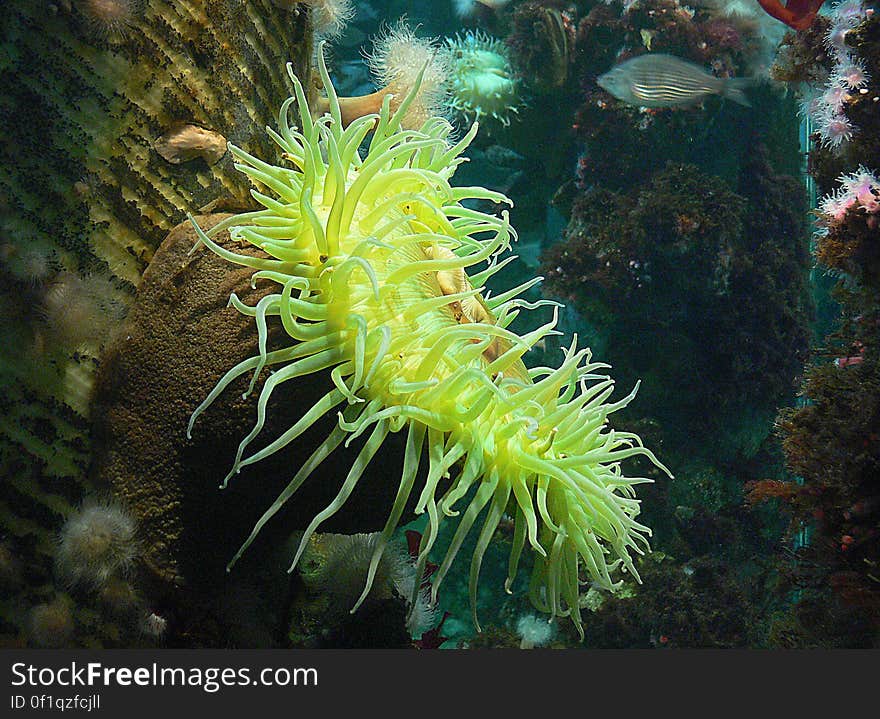 A sea anemone looks a lot like a flower, but it&#x27;s actually a marine animal. In fact, it&#x27;s named after the beautifully-colored anemone flower. The oceans of the world contain over 1,000 different species of sea anemones. The largest sea anemones can usually be found in coastal tropical waters, though. They come in just about any color, and they can range in size from a half-inch to more than six feet in diameter. Sea anemones are close relatives of coral and jellyfish. Their bodies are hollow columns with a mouth and stinging tentacles at the top. Sea anemones mostly live attached to rocks on the sea floor or on coral reefs. They wait for small fish and other prey to swim close enough to get caught in their stinging tentacles.