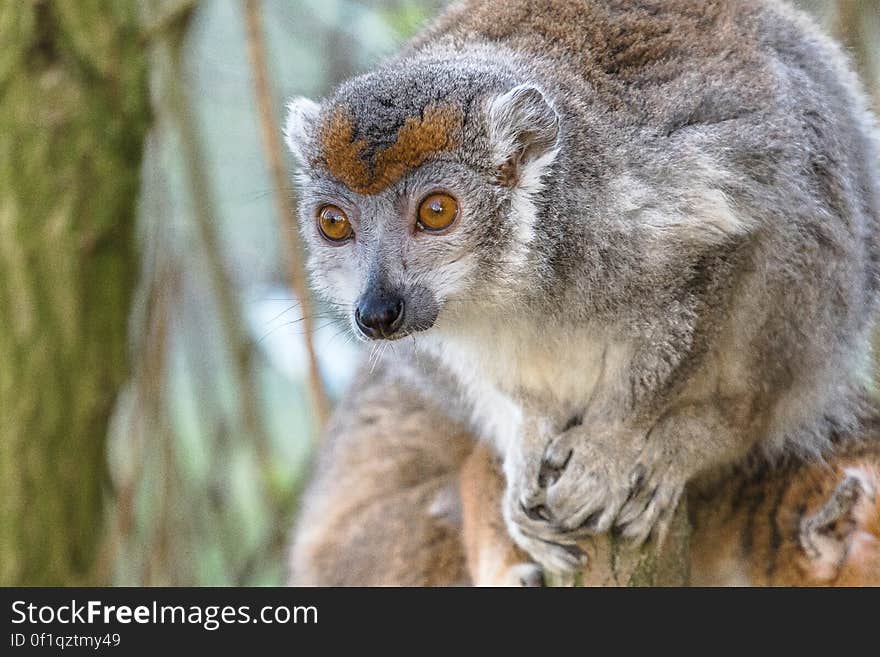 Crowned lemur 2016-01-08-00847