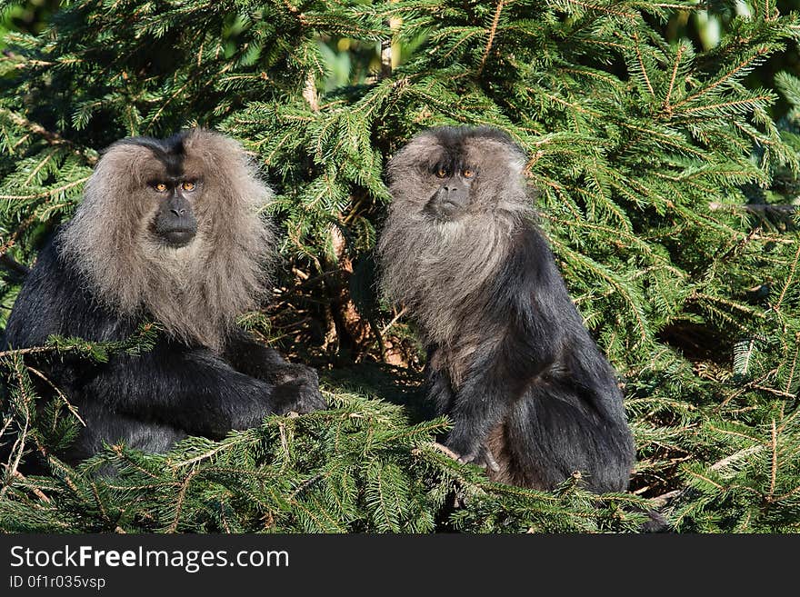 Lion-tailed macaque 2016-01-08-00115