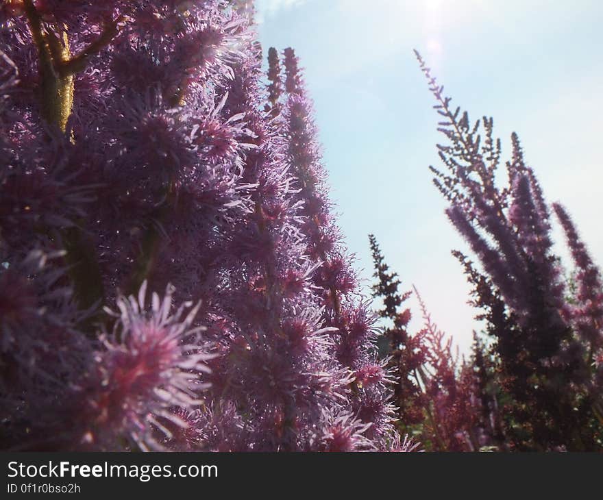 Purple flowers on mountain side, may be Plum Thistle or Plume Knapweed growing in profusion, pale gray background.